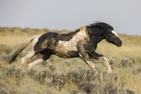 Wild Horses 2012