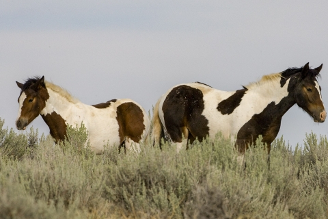 Wild Horses 2012
