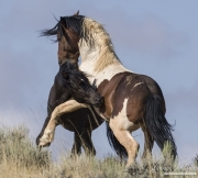 wild horse, mustang in McCullough Peaks, WY - pinto stallion and black stallion play