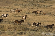 wild horse, mustang in McCullough Peaks, WY - horses trotting by