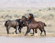 wild horse, mustang in McCullough Peaks, WY - four bay bachelor stallions play