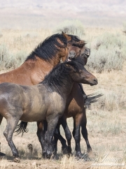 wild horse, mustang in McCullough Peaks, WY - four bay bachelor stallions play