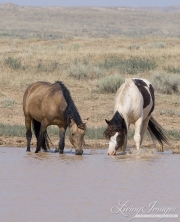wild horse, mustang in McCullough Peaks, WY - buckskin bachelor stallion and pinto bachelor stallion drink together