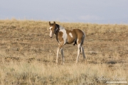 wild horse, mustang in McCullough Peaks, WY - pinto foal walks