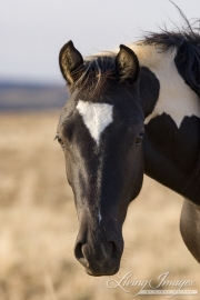 wild horse, mustang in McCullough Peaks, WY - black pinto mare