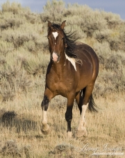 wild horse, mustang in McCullough Peaks, WY - pinto mare running