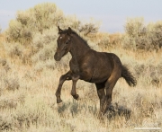 wild horse, mustang in McCullough Peaks, WY - black foal leaping