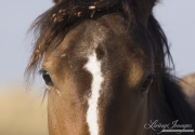 wild horse, mustang in McCullough Peaks, WY - paint mare with burrs in her hair