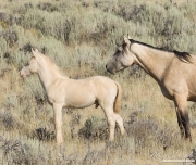 wild horse, mustang in McCullough Peaks, WY - Buckskin mare and cremello foal