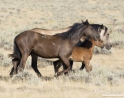 wild horse, mustang in McCullough Peaks, WY - buckskin mare, black yearling calling, and bay foal