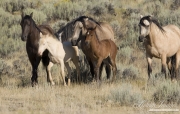 wild horse, mustang in McCullough Peaks, WY - mares and foals on the move