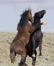 wild horse, mustang in McCullough Peaks, WY - black and bay stallions fighting, rearing