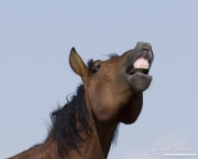 wild horse, mustang in McCullough Peaks, WY - bay stallion flehmen