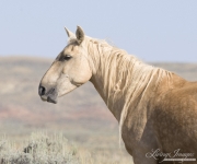 wild horse, mustang in McCullough Peaks, WY - palomino mare