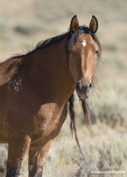 wild horse, mustang in McCullough Peaks, WY - bay mare with long mane