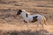 wild horse in the McCullough Peaks Herd Area in Wyoming