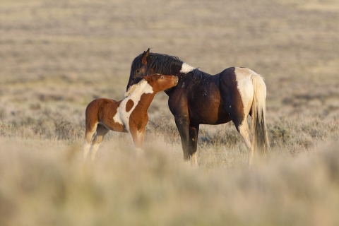 Wild Horses 2012