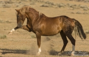 Wild Horses, McCullough Peaks Herd Area, Cody, WY, sorrel stallion striking at another stallion