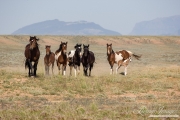 wild horse, mustang in McCullough Peaks, WY - band goes for water
