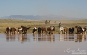 wild horse, mustang in McCullough Peaks, WY - horses drink while last band straggles to the waterhole