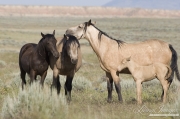 wild horse, mustang in McCullough Peaks, WY - buckskin mare leans head on sister with foal at her side