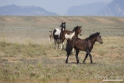 wild horse, mustang in McCullough Peaks, WY - band runs for water
