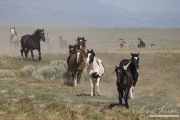 wild horse, mustang in McCullough Peaks, WY - horses run for water