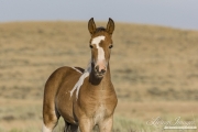 wild horse, mustang in McCullough Peaks, WY - pinto foal