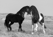 wild horse, mustang in McCullough Peaks, WY - black pinto stallion and black stallion