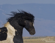 wild horse, mustang in McCullough Peaks, WY - black pinto stallion ears back