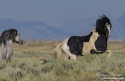 wild horse, mustang in McCullough Peaks, WY - grey stallion chases black pinto stallion