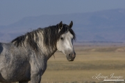 wild horse, mustang in McCullough Peaks, WY - grey stallion