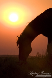 wild horse, mustang in McCullough Peaks, WY - bachelor stallion grazing at sunrise