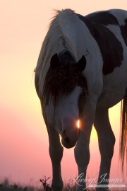 wild horse, mustang in McCullough Peaks, WY - pinto bachelor stallion at sunrise