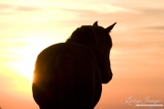 wild horse, mustang in McCullough Peaks, WY - sorrel mare at sunrise
