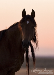 wild horse, mustang in McCullough Peaks, WY - bay mare with long dreadlocks
