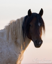 wild horse, mustang in McCullough Peaks, WY - pinto stallion