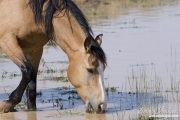 wild horse, mustang in McCullough Peaks, WY - buckskin mare grazes in the waterhole