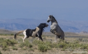 wild horse, mustang in McCullough Peaks, WY - black pinto stallion bites at rearing grey stallion