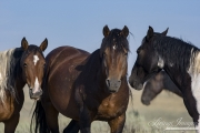 wild horse, mustang in McCullough Peaks, WY - black pinto colt, bay stallion and pinto mare