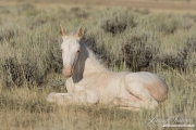 wild horse, mustang in McCullough Peaks, WY - cremello foal lying down