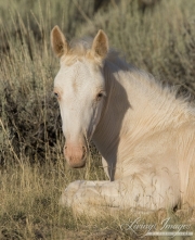 wild horse, mustang in McCullough Peaks, WY - cremello foal lying down