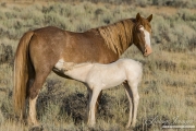 wild horse, mustang in McCullough Peaks, WY - cremello foal nursing