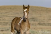 wild horse, mustang in McCullough Peaks, WY - pinto foal