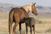 wild horse, mustang in McCullough Peaks, WY - black foal nursing