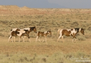 wild horse, mustang in McCullough Peaks, WY - pinto mares and foals