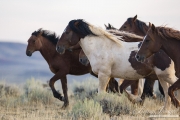 wild horse, mustang in McCullough Peaks, WY - mares and stallion run