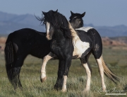 wild horse, mustang in McCullough Peaks, WY - black pinto stallion and black stallion
