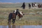 wild horse, mustang in McCullough Peaks, WY - horses run for water