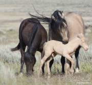 wild horse, mustang in McCullough Peaks, WY - buckskin mare biting at cremello colt